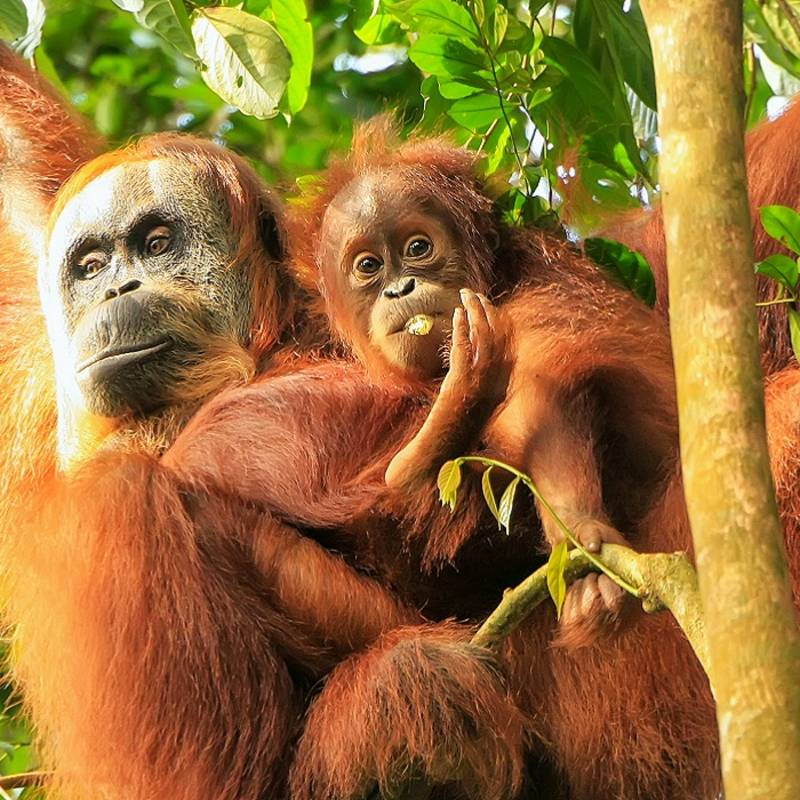 Enchanting Travels Indonesia Tours Female Sumatran orangutan with a baby hanging in the trees, Gunung Leuser National Park