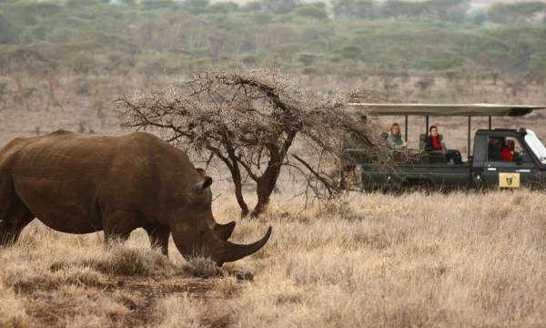 Top 10 Things To Do in Kenya - wildlife safari in Lewa
