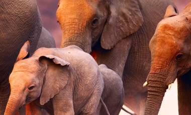 Enchanting Travels - Namibia Tours - Damaraland Twyfelfontein - Damaraland Camp - Elephant herd on the run