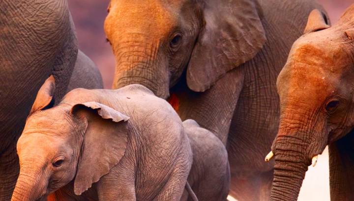 Enchanting Travels - Namibia Tours - Damaraland Twyfelfontein - Damaraland Camp - Elephant herd on the run