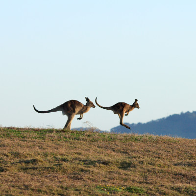 Kangaroos on the horizon, Emerald Beach, Australia - oceania tours