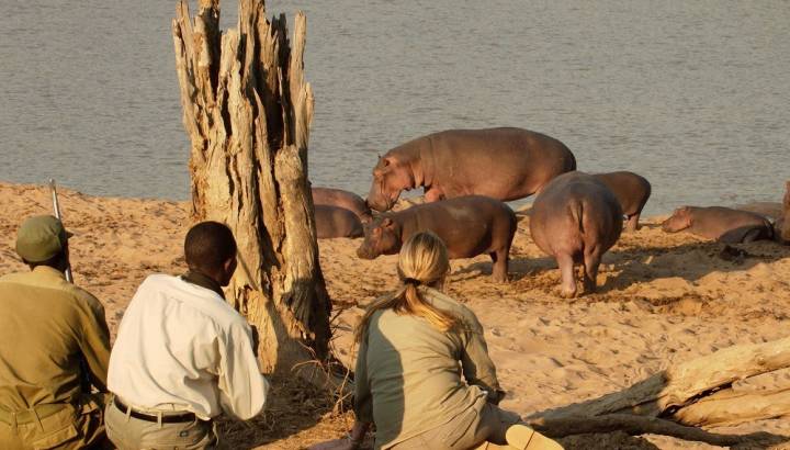 Hippo watching in South Luangwa, Zimbabwe
