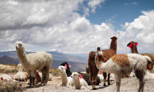 Enchanting Travels Peru Tours Llamas in Peru