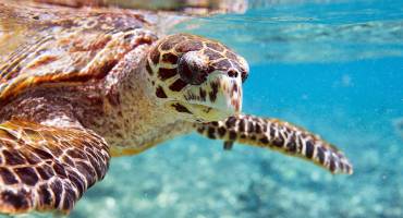 Swimming with turtles in the Seychelles on a summer trip