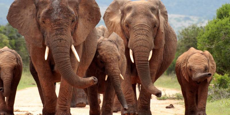 Winter in South Africa - Enchanting Travels South Africa Tours Addo elephant national park,eastern cape