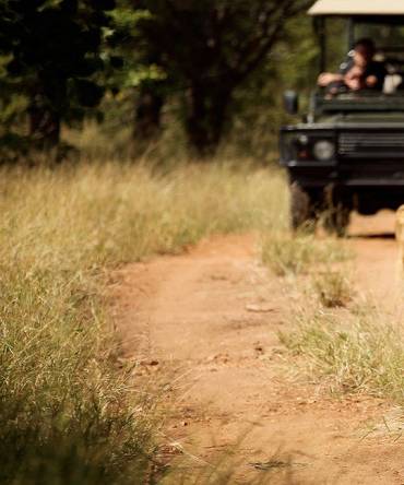 Kruger: The Best South Africa Safari Adventures