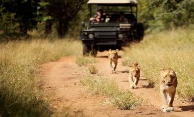 Kruger: The Best South Africa Safari Adventures