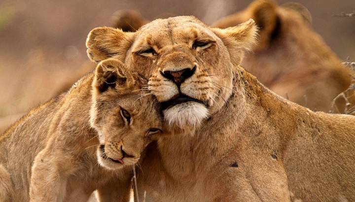 Lions Kruger South Africa Tour