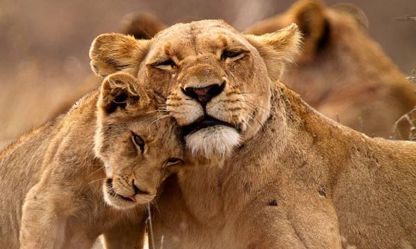 Lions Kruger South Africa Tour