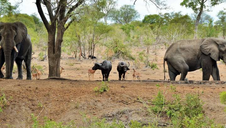 Enchanting Travels - South Africa Tours - Kruger south - Imbali Safari Lodge - Elephant at the Game drive