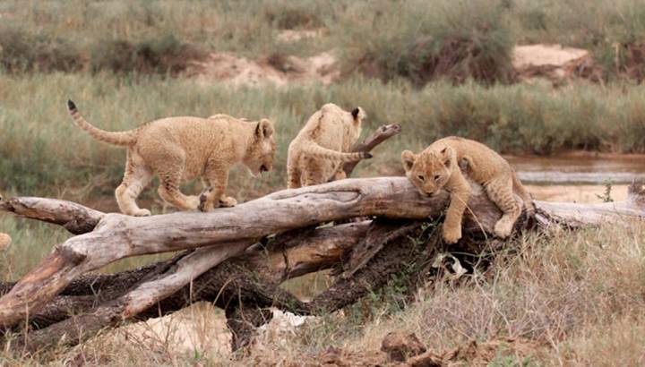 Enchanting Travels - South Africa Tours - Kruger South - Mala Mala Main Camp - Cubs playing