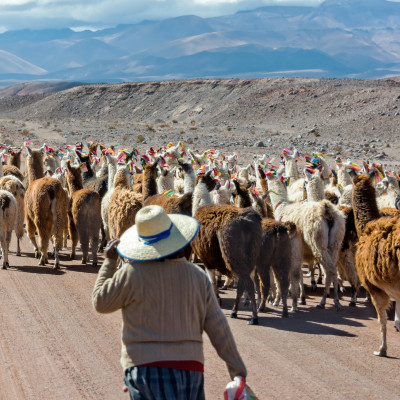 Woman herding llamas on a road near San Pedro de Atacama, Chile, South America