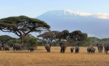 Enchanting Travels - Tanzania Tours - West Kilimanjaro - Elephant with Mount Kilimanjaro in the background
