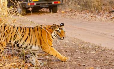 Enchanting Travels - Tiger Safaris in India - A tiger crossing the safari track inside bandhavgarh tiger reserve during a wildlife