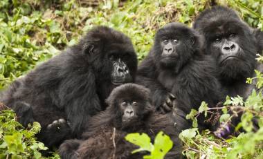 Gorilla Trekking, Rwanda, Africa