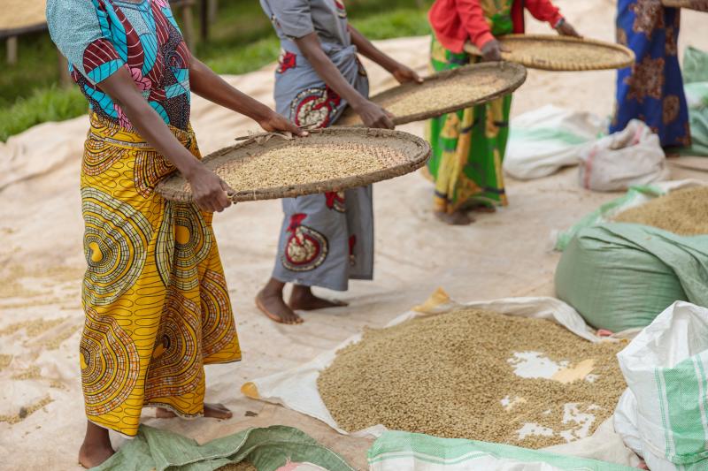 female-coffee-farmers-sorting-through-coffee-cherries-Africa