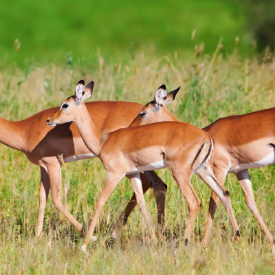 Treasures of Northern Tanzania