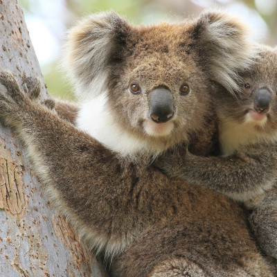 Female koala with a young joey on her back climbing a eucalyptus tree in Gippsland Australia