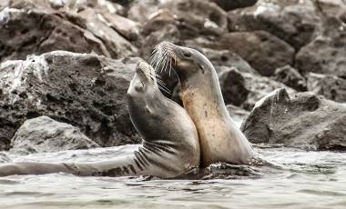 Seelöwen beim Spielen (Galapagos)