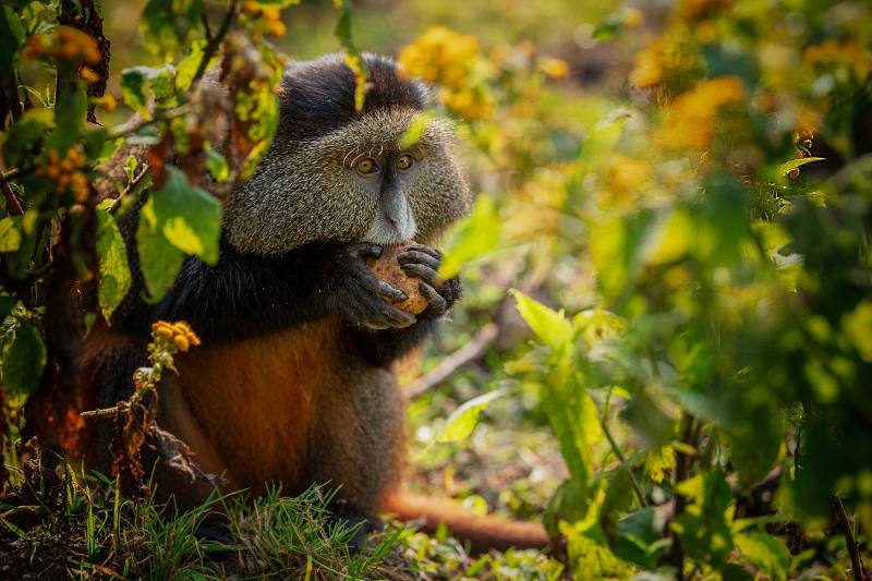 golden-monkey-eating-leaves-volcanoes-national-park