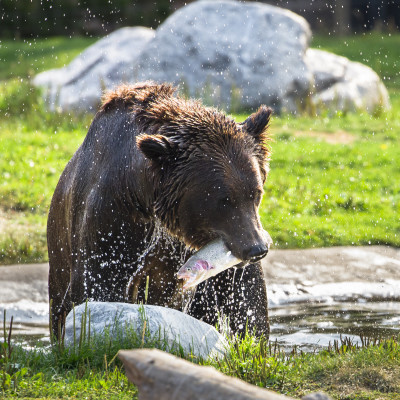 Grizzly bear eating a trout near Yellowstone National park