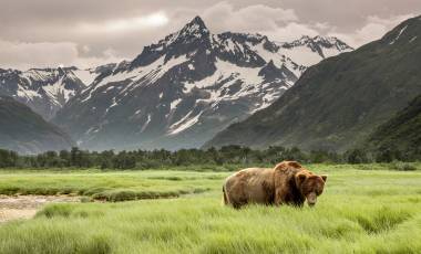 Grizzly Bear of Shores of Alaska.