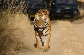 Safari in India: Meet the Royal Bengal Tiger