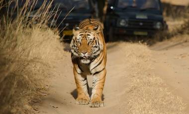 Safari in India: Meet the Royal Bengal Tiger
