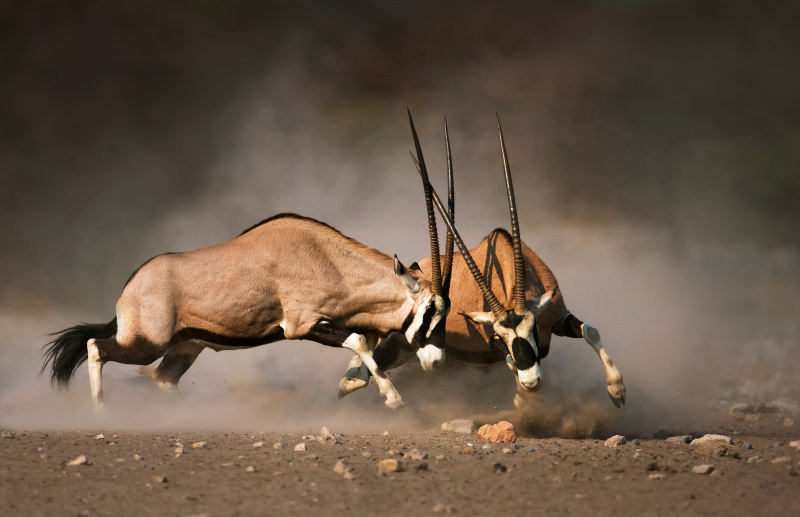 Intense-fight-between-two-male-Gemsbok-on-dusty-plains-of-Etosha