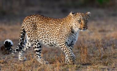 Leopard in Masai Mara Kenya