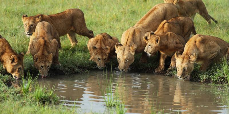 Lion pride drinking water in the savannah in Kenya