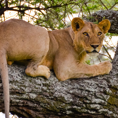 Lion resting at Tarangire National Park