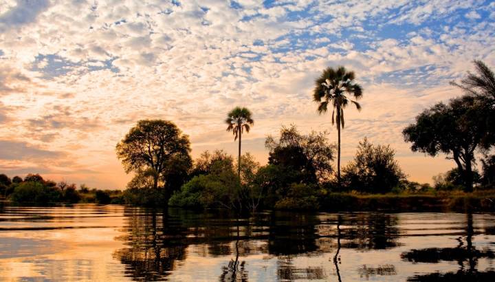 Sonnenuntergang - Palmen in der Lower Zambezi