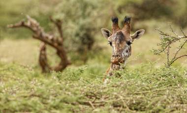 Treasures of Northern Tanzania