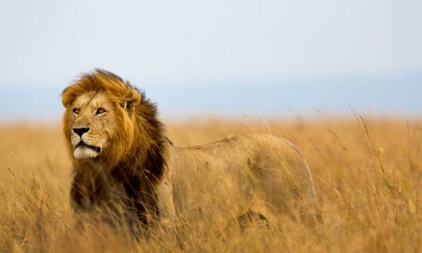 Mighty Lion watching the lionesses who are ready for the hunt in Masai Mara, Kenya