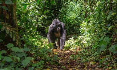 Classic Uganda Safari: Gorillas, Mountains and Great Lakes