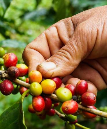 Coffee bean, Ecuador, South America