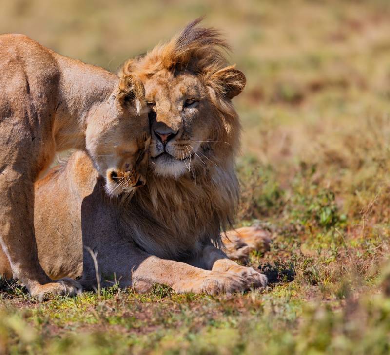 Pair of Lions Cuddle In The Heat of Ngorongoro Conservation