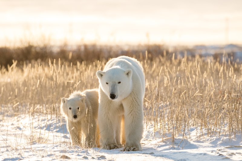 Polar-bears-on-tundra-in-Arctic-sunset