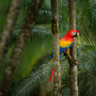 Panama Tour - Macaw