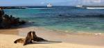 Seals on a beach on the island of Espanola in Galapagos Ecuador Tours Enchanting Travels