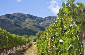 South Africa tours: The winelands are a dream for gourmets