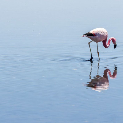 Flamingos in der chilenischen Atacamawüste