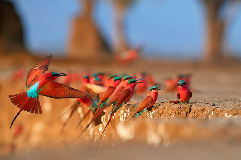 Southern-Carmine-bee-eater-Merops-nubicoides-on-the-bank-of-Zambezi-river