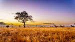 Sunrise-over-the-savanna-and-grass-fields-in-central-Kruger-National-Park
