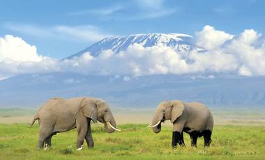 Two Elephants standing under the backdrop of a mountain