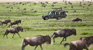 The Great Migration in Tanzania Travel