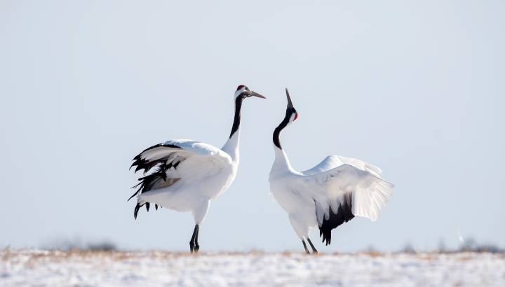 Two Japanese Red Crown Cranes in Winter, Kushiro, Japan