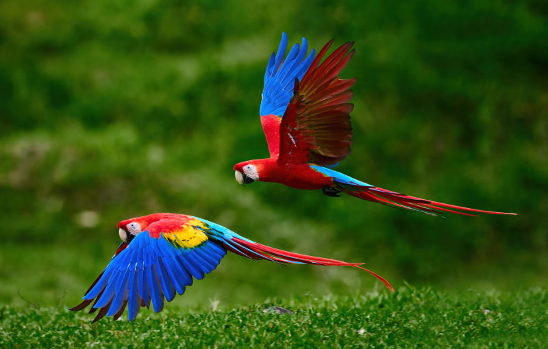 two-scarlet-macaw-parrots-flying-just