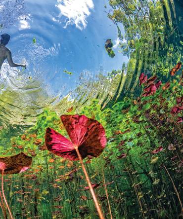 Virtual Travel Videos: Underwater gardens and water plants in Mexico cenotes cave diving